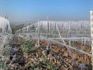 Calamité agricole perte de fonds sur vignes