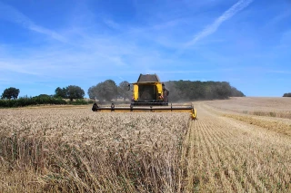 Une campagne de blé qui s’annonce décevante