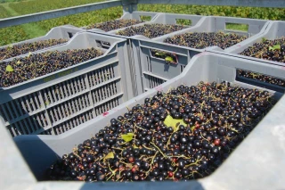 La très belle récolte 2020 du cassis