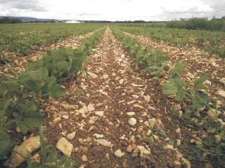 La découverte du bio