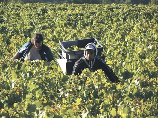 Le Contrat Saisonnier Vendanges