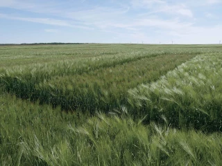 Un tournant avec la tolérance JNO