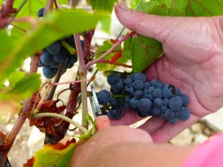 Vers une main-d’œuvre plus locale pour les vendanges