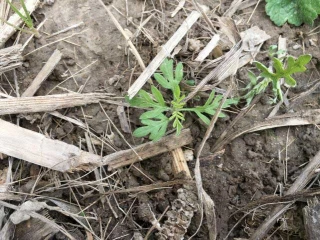 Contre l’ambroisie, vigilance  et fiche pratique