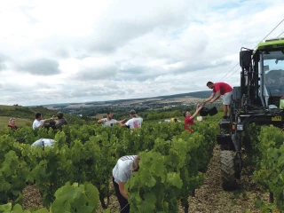 Une récolte des plus précoces