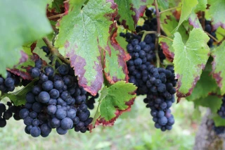 Les vendanges se profilent aux domaines des Athénées