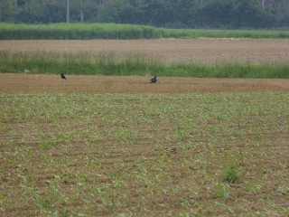 Le calvaire des agriculteurs face aux corbeaux et aux pigeons