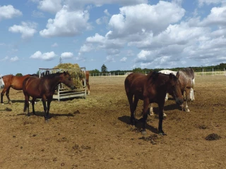 Les conseils de la gendarmerie pour protéger ses chevaux