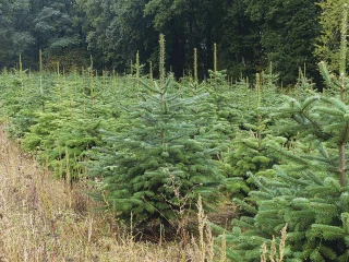 Le sapin de Noël, la culture du bonheur