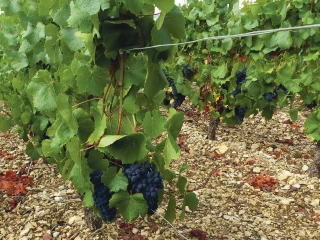 Une semaine consacrée à la biodiversité dans les vignes