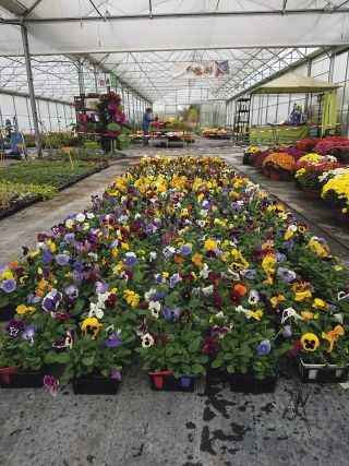 Les horticulteurs ont dû  (encore) fermer boutique