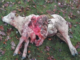 Un élevage ovin attaqué dans le Morvan