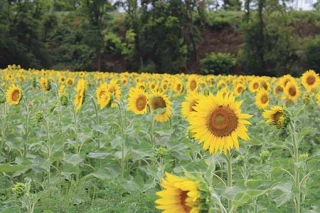 pourquoi pas vous ?