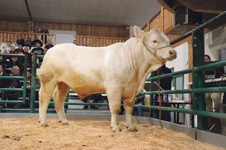 Des acheteurs présents malgré la crise