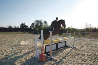 Quel avenir pour la filière équine ?