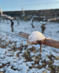 De très importants dégâts dans les vignobles de la région