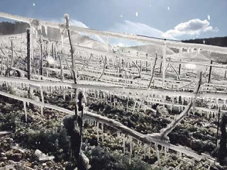 Ces viticulteurs qui se lèvent la nuit