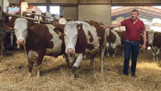 Elles font le lait en Côte-d’Or