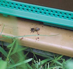 Pollinisation et participation