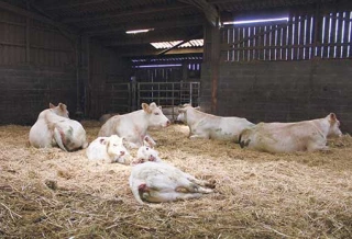 Made in viande, faire connaître les cahiers des charges