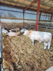 Une aide aux éleveurs bovins-viande pour la période du Covid