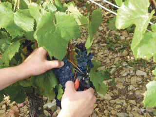 Le cumul RSA - vendanges est reconduit