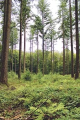 Renouvellement du Douglas