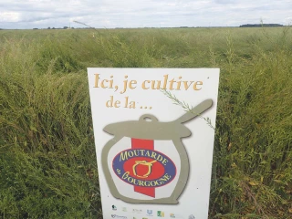 C’est le moment de faire de la moutarde !