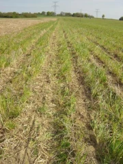 Le strip till en «gest star»