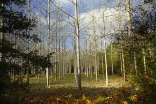 L'occasion de se pencher sur ses bois...