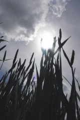Récoltes 2011 : le ciel s'assombrit