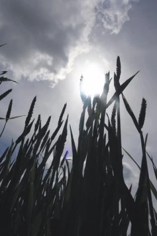 Récoltes 2011 : le ciel s'assombrit