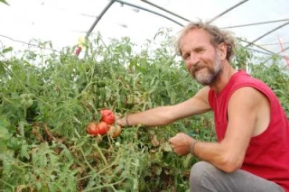 Les tomates non hybrides n'ont pas à rougir 