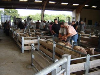 Des enchères calmes mais quelques bonnes transactions