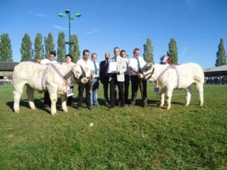 Les jeunes charolais en vedette