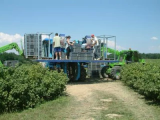Bilan de la production 2011 de cassis à fruits
