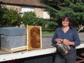 «Éleveur-naisseur» d'abeilles : la face cachée de l'apiculteur