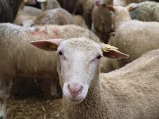 Le mouton a sa place en zone céréalière
