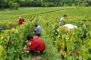 Vendanges manuelles ou mécaniques ?