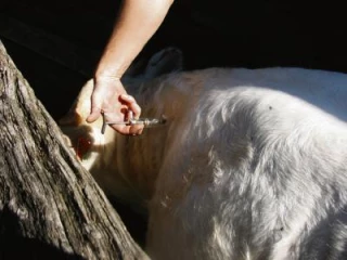 En santé animale aussi, les antibiotiques, c'est pas automatique !
