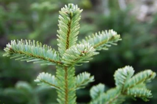 Mon beau Morvan... roi des sapins