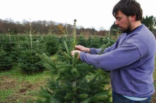 Des sapins de Noël «toujours frais», pour les citadins Franciliens