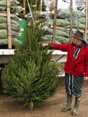 Un sapin de «légende » comme ambassadeur
