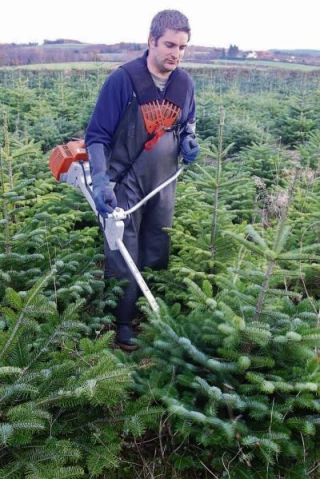 àleveurs... de sapins