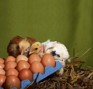 Bourgogne : une filière qui croit en son avenir