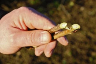 La nature n'aime pas les hivers trop doux