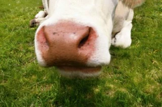 Gros plan sur la mise à l'herbe