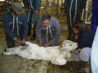 "Retrouver les gestes ancestraux disparus de nos campagnes"