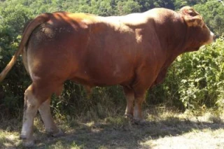 La petite section qui monte...