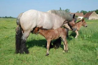 Une jument Trait Auxois donne naissance à des jumeaux